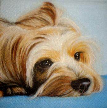 002 Dogs (2)